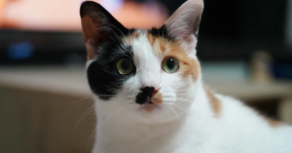 Why Is My Calm Cat Suddenly Biting and Scratching?
